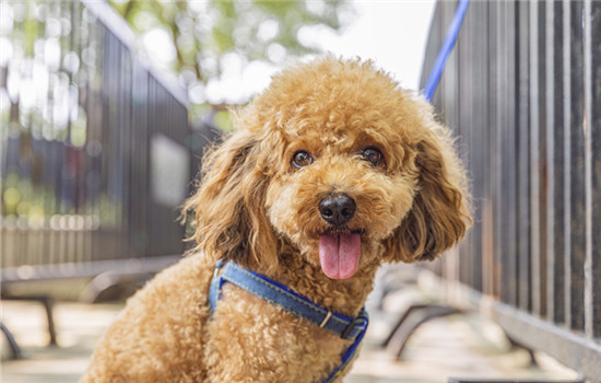 百色禁养犬 百色禁养什么狗