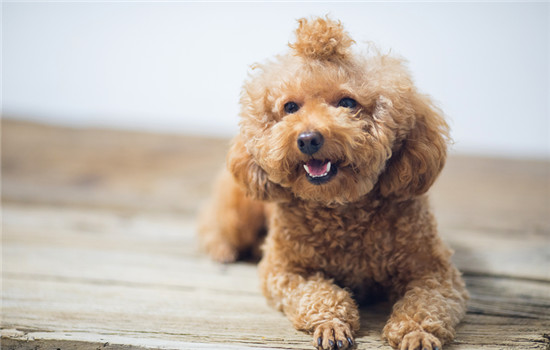 唐山市养犬管理办法