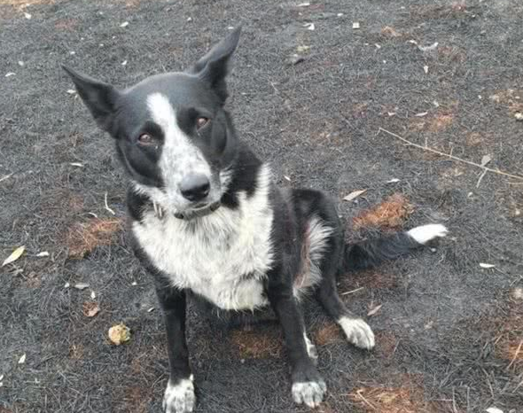 这只勇敢的牧羊犬，在澳洲大火中解救了整个羊群