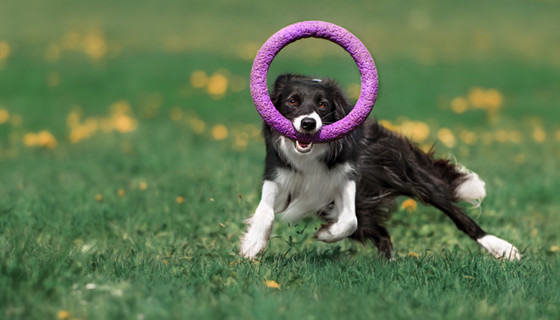 边境牧羊犬的饲养要点有哪些