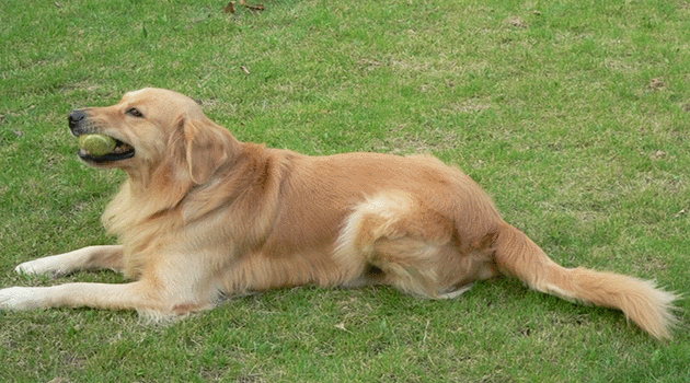 金毛犬的饲养要点有哪些