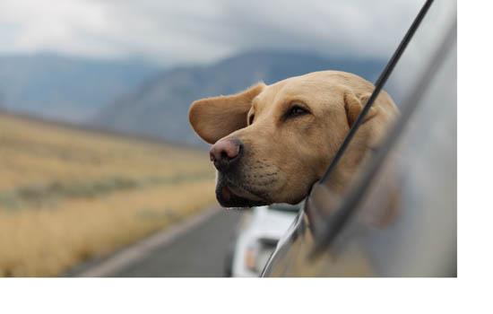 英国波音达犬性格 英国波音达犬凶吗