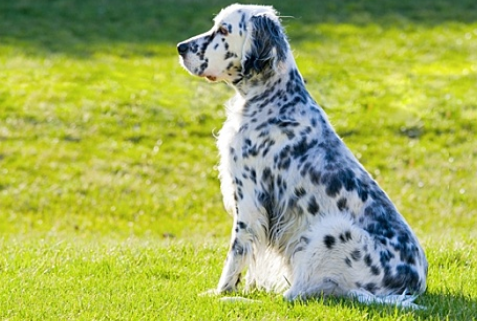 怎么训练英格兰雪达犬坐？训练它需要下面这些方法。