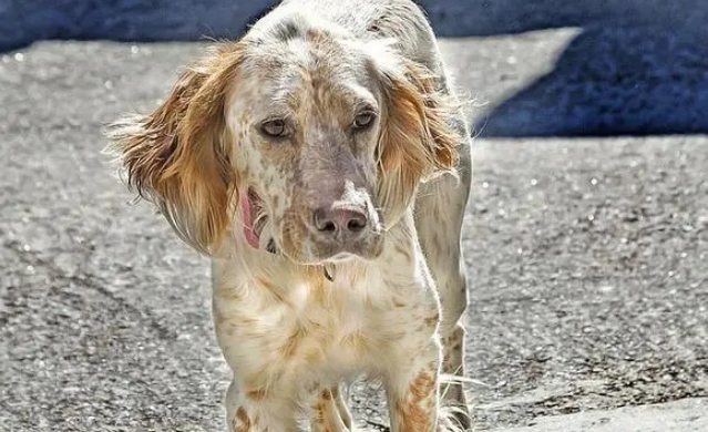 怎么训练英格兰雪达犬坐？训练它需要下面这些方法。