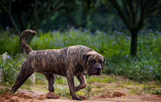 世界十大禁养猛犬图片 看到绕道走别去送人头！世界十大禁养猛犬图片 看到绕道走别去送人头！