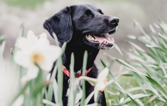 神犬小七是什么狗