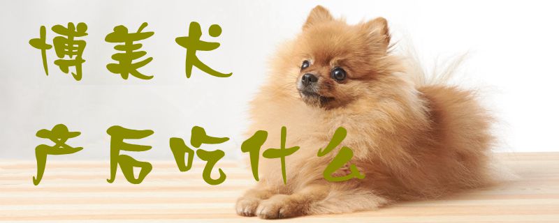 博美犬产后吃什么1