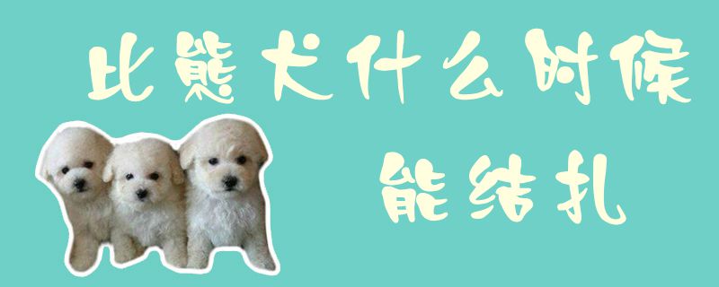 比熊犬什么时候能结扎