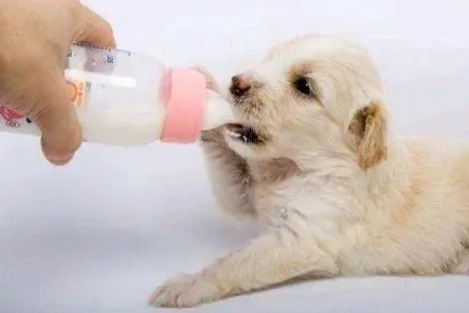 幼犬怎么喂食