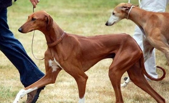 波索尔犬和蒙古细犬哪个好