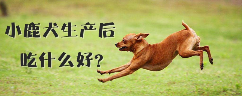 小鹿犬生产后吃什么好