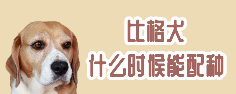 比格犬什么时候能配种