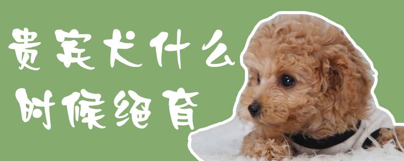 贵宾犬什么时候绝育1