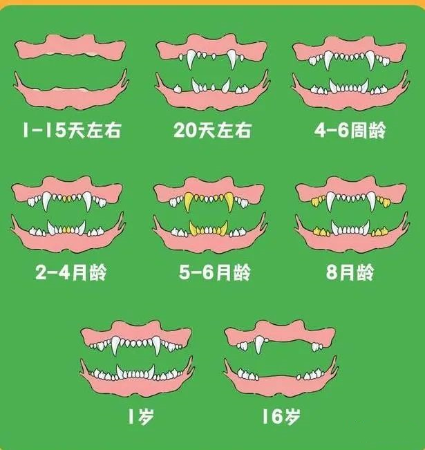 狗的年龄看牙齿怎样分辨?