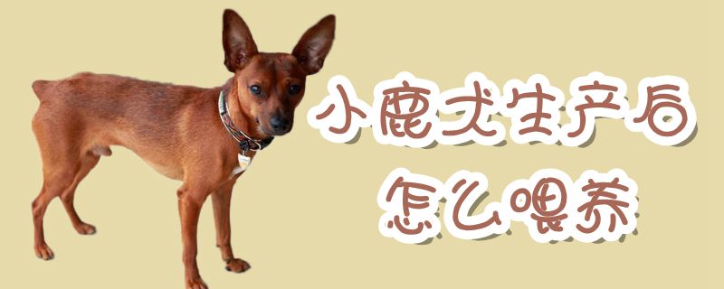 小鹿犬生产后怎么喂养