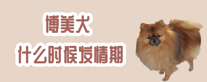 博美犬什么时候发情期