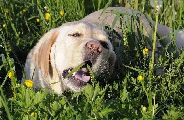 狗狗吃多少韭菜会致死