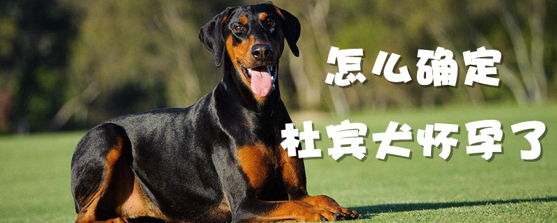 怎么确定杜宾犬怀孕了