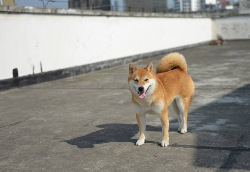 柴犬能吃芒果吗