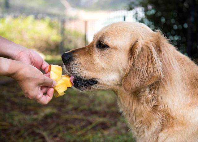 柴犬能吃芒果吗