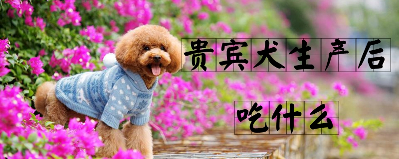 贵宾犬生产后吃什么