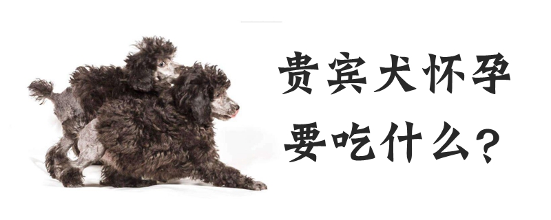 贵宾犬怀孕要吃什么