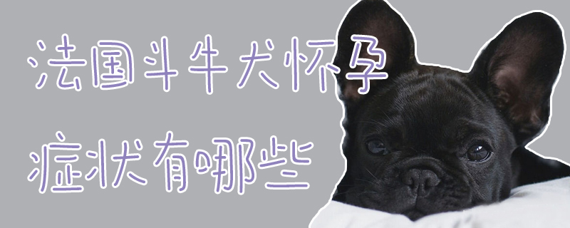 法国斗牛犬怀孕症状有哪些