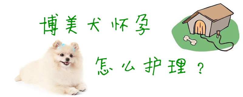 博美犬怀孕怎么护理