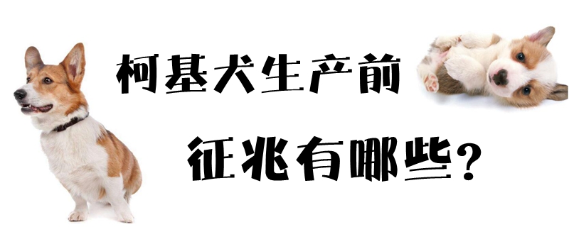 柯基犬生产前征兆有哪些