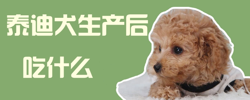 泰迪犬生产后吃什么1