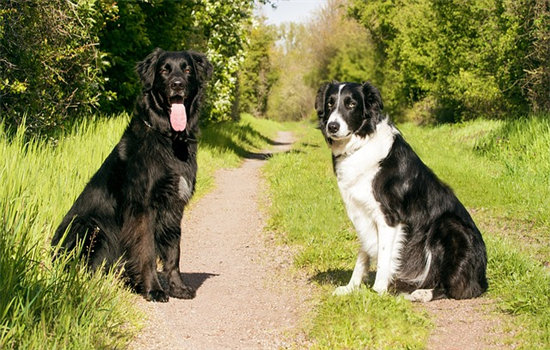 边牧犬掉毛严重吗