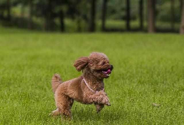 贵宾犬吃饭可以吗？一般情况是可以的-汪星人论坛-宠物-811宠物社区