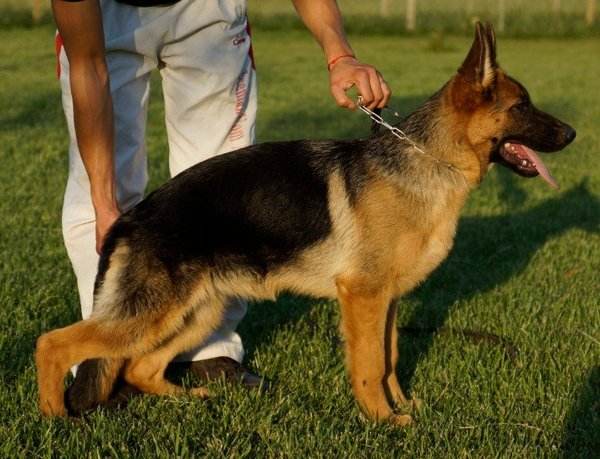 黑背犬怎么训练  看看警犬训练员是怎么做的-汪星人论坛-宠物-811宠物社区